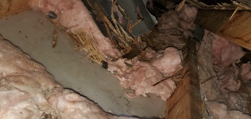 damage to attic from raccoons