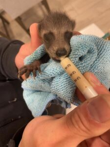 baby raccoon being fed raccoon formula
