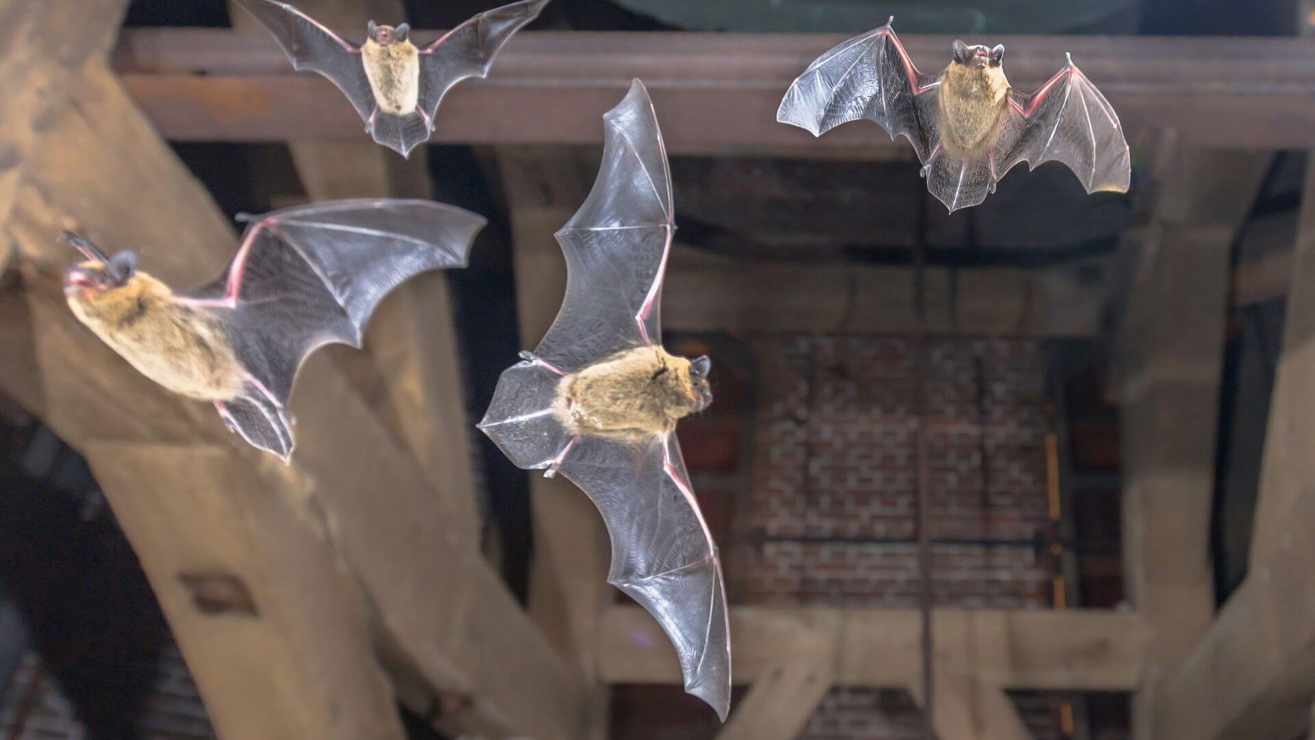 bats in attic