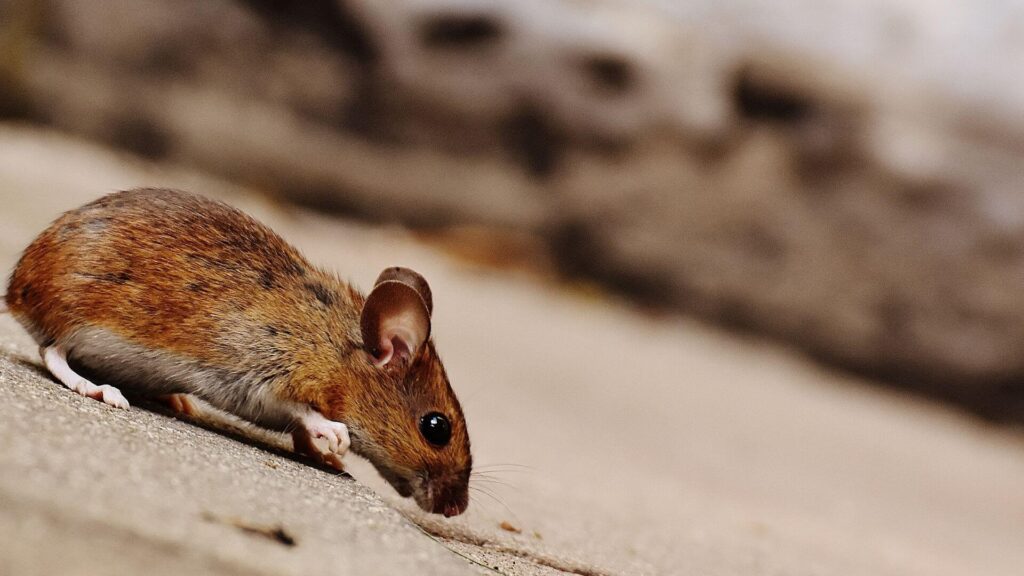 mice rats in house