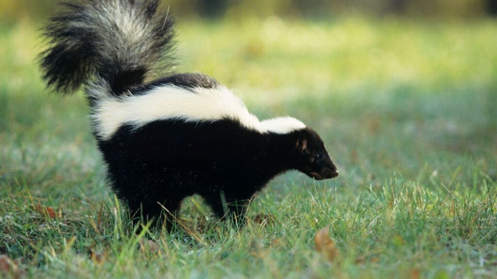 Skunk in yard