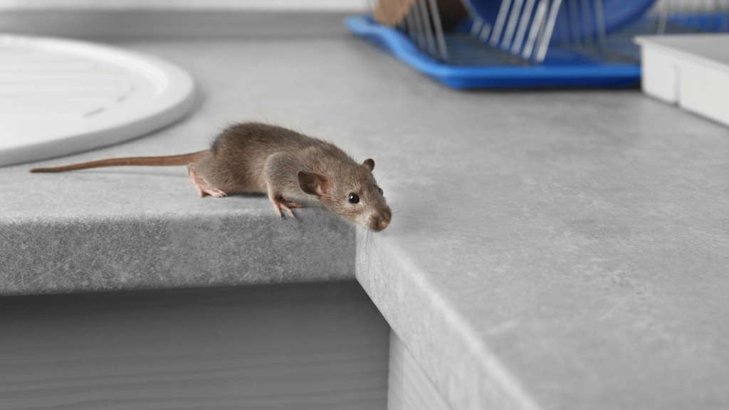 mouse running on countertop
