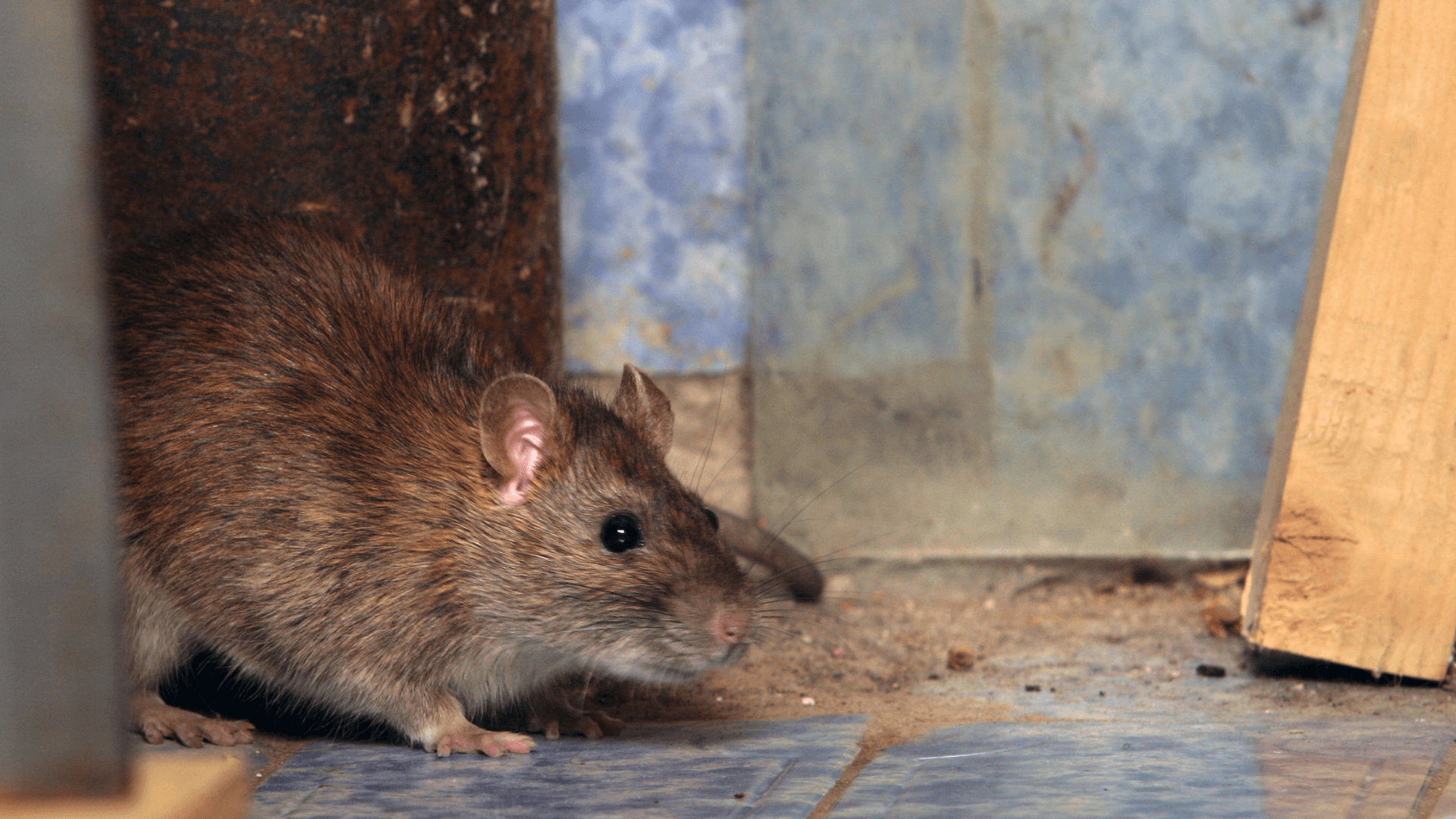 rat in kitchen
