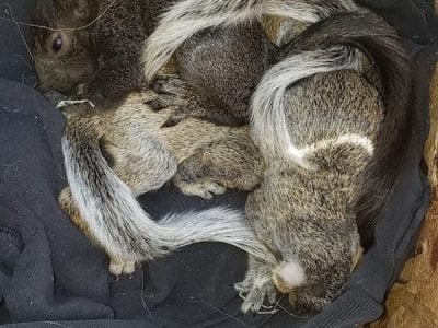 baby squirrels removed from attic