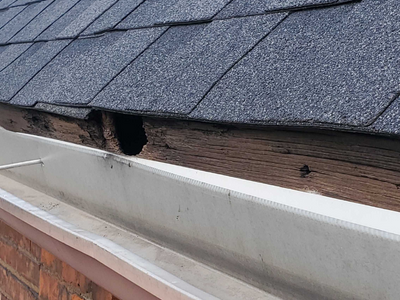 holes caused by squirrels along roofline